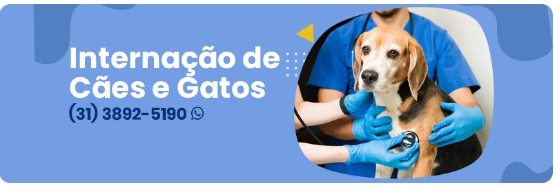 Internação de Cães e Gatos em Viçosa MG