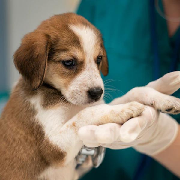 Day Hospital Veterinário em Viçosa MG